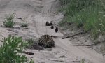 Lustiges Video - Neugierde trifft auf Ungeduld