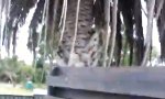 Kleiner Koala wagt großen Sprung