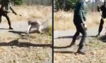 Funny Video : Wolf aus der Falle befreien