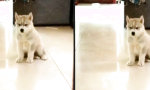 Funny Video : Ein Blick auf das Hündchen