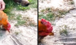 Movie : Das Huhn und der alte Hypnose Trick