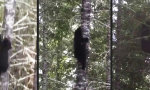 Lustiges Video : Guter Tipp: Wenn dich ein Bär verfolgt, kletter auf einen Baum...