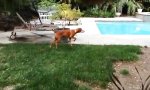 Funny Video : Glitch in der Vierbeiner-Matrix?