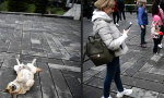 Lustiges Video - Touristenattraktion