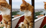 Lustiges Video : Smacktalk zwischen Krähe und Pussy
