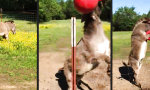 Lustiges Video - Der Esel steht auf den neuen Ball!