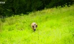 Funny Video : Der Nussknacker