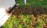 Lustiges Video - Bienen Umzug