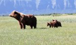 Movie : Grizzly-Mama checkt die Lage
