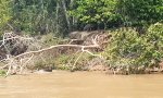 Funny Video : Riesenotter vs. Jaguar