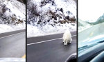 Pelzige Bergziehen im Gegenverkehr