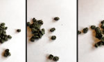 Funny Video : Dude, mein Gras rennt davon!