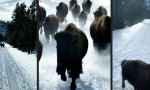 Yellowstone Mini-Stampede