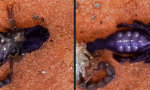 Funny Video : Skorpion fährt aus der Haut