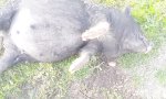 Lustiges Video : Du besoffenes Schwein!
