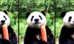 Funny Video - Dicker Panda snackt dicke Möhre