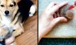 Funny Video : Dogception