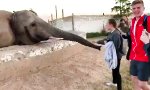 Movie : Elefant fühlt sich nicht so fotogen
