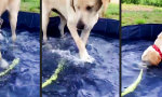 Labrador im Pool