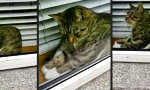 Halbe Katze am Fenster