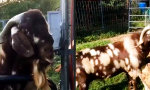 Movie : Ziege hat ihren Verstand verloren