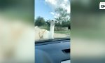 Lustiges Video : Problem mit dem Lama