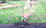 Funny Video : “Moin!” sagen im Tiergarten von Dublin