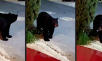 Funny Video : Der große Bärenjäger-Hund
