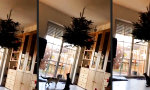 Movie : Komischer neuer Kratzbaum