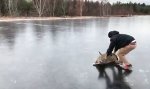 Lustiges Video - Reh-Curling?