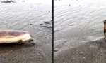 Lustiges Video - Pazifische Messermuschel bei der Arbeit