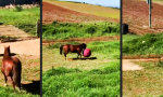 Movie : Pferd + Ball = Spaß