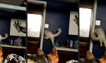 Lustiges Video : Komische Katzenklappe