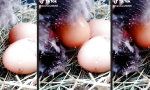 Funny Video : Wo kommen eigentlich die Ostereier her?