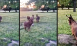Lustiges Video : Der Esel mit der Hiobsbotschaft