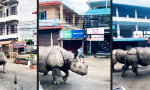 Gehen zwei Nashörner in Nepal spazieren
