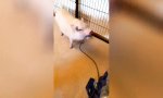 Lustiges Video : Ausgesaugt und rumgesaut