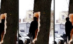 Lustiges Video : Nehmt dem Specht das Koks weg!