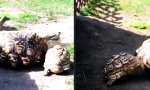 Funny Video - Starthilfe