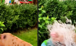 Lustiges Video : Sommer