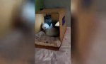 Movie : Catflix ’n Chill