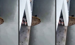 Lustiges Video - Ein Schnabel kann nicht lachen