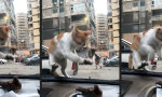 Funny Video - Tierischer Fensterputzer