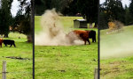 Funny Video : Er hat angefangen