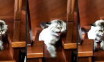 Movie : Heute keine Katzenminze mehr