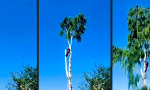 Lustiges Video : So baut man einen Baum