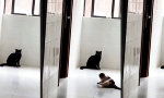 Karate-Cat schüchtert ein