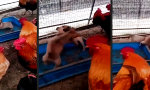 Lustiges Video - Welpen-Wrestling statt Hahnenkampf