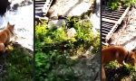 Funny Video : Über die Schulter gekugelt