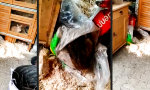 Funny Video : Paradies Sägespäne